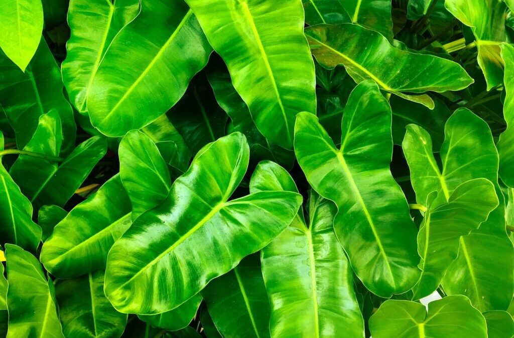 Active Climate Rescue Initiative And Environmental Impact | 🔥 Fighting…