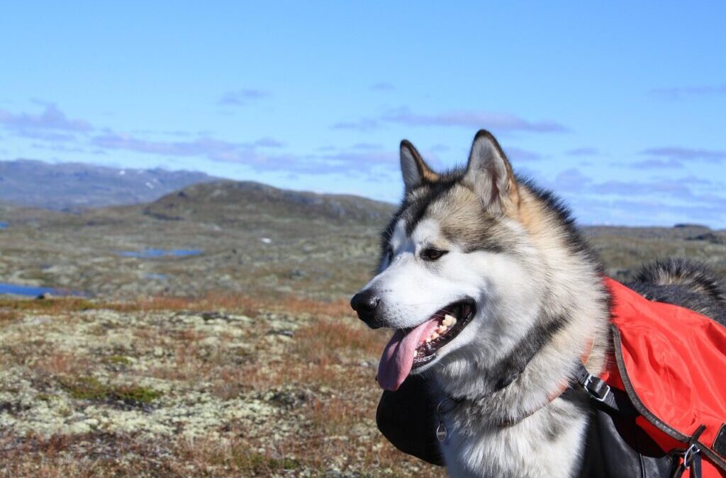 Alaskan Malamute » Meet The Alaskan Malamute: A Powerful And…