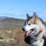 Alaskan-Malamute_and_Health-and-wellness-insurance-1024×682-1