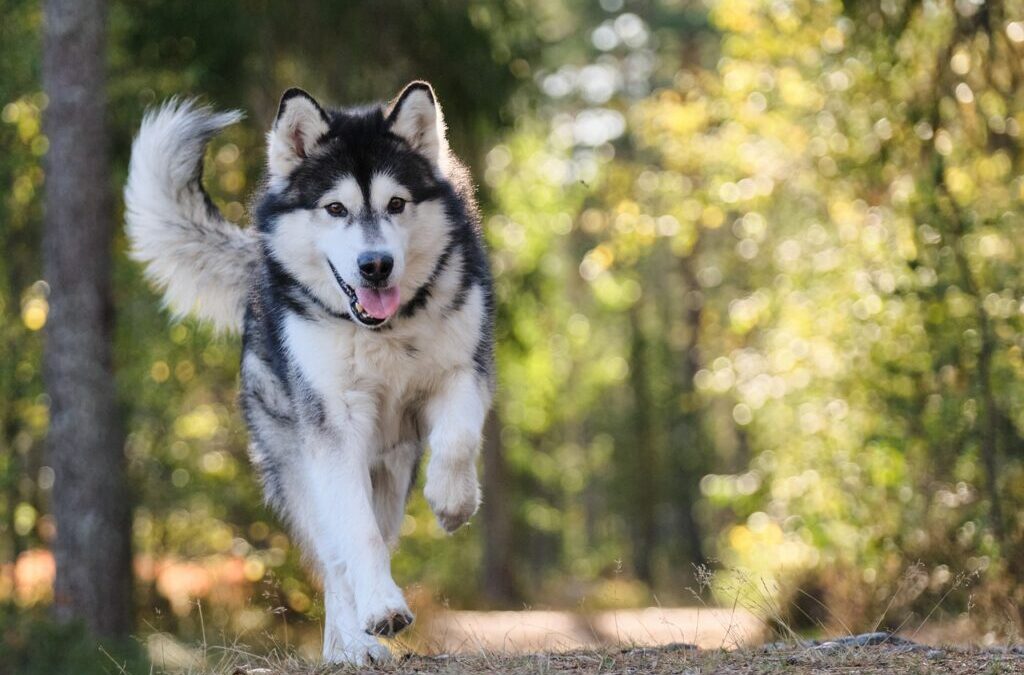 Alaskan Malamute | Meet The Alaskan Malamute: A Wolf-Like Wonder!…