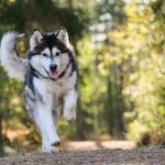 Alaskan-Malamute_and_Water-efficient-devices-1024×768-1