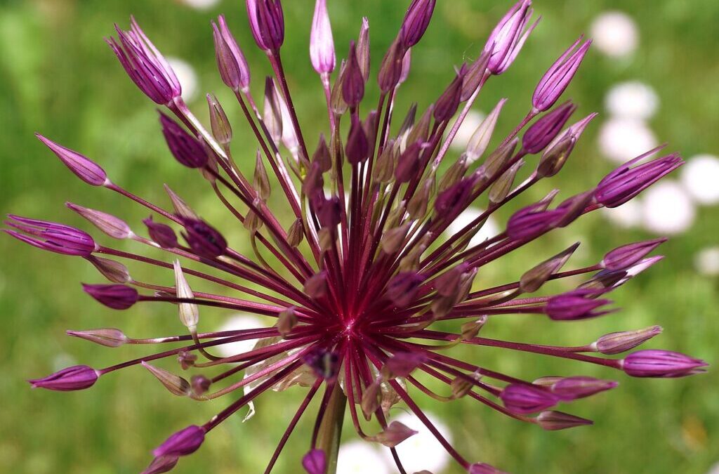 Alliums (onions, Garlic) / Spice Up Your Life: Alliums (onions,…