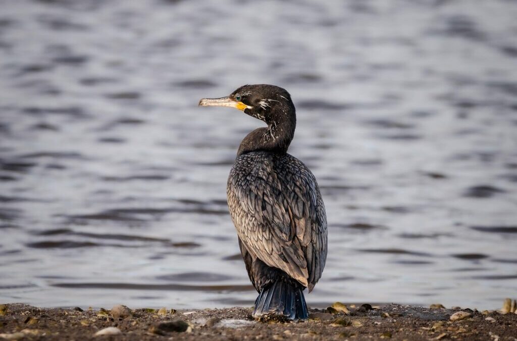 Animals / Let’s Talk About Animals! TL;DR: This Article Is…