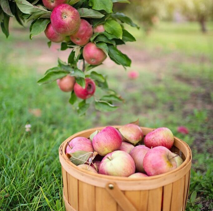 Apple ~ 🍎 The Story Of Apple: From Garage To…