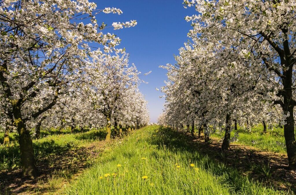Apples: The Sweet And Savory Symphony Of Apples In Iowa:…