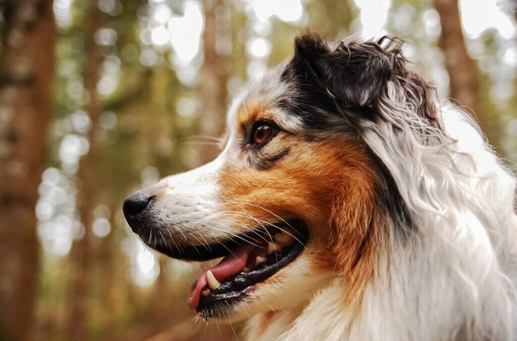 Australian Cattle Dog » Meet The Aussie: A Dog With…