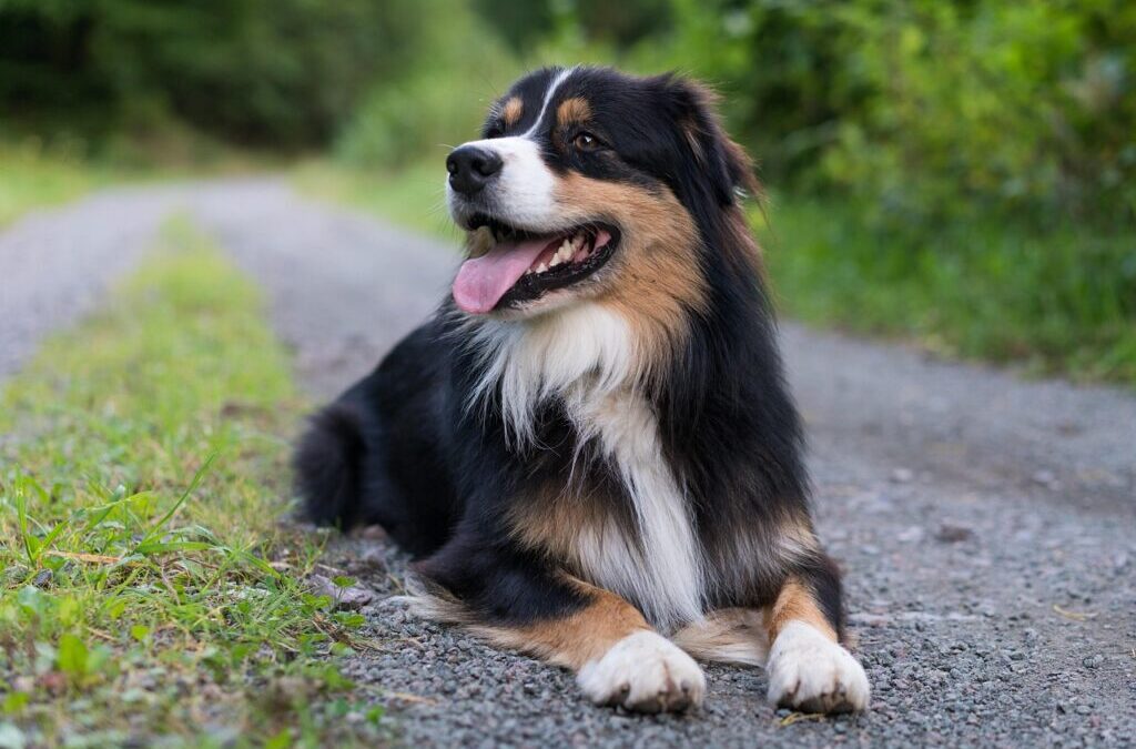 Australian Shepherd ~ Want A Loyal Pal? Meet The Aussie!…