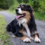 Australian-Shepherd_and_20.-Great-Salt-Lake-Conservation-1024×683-1