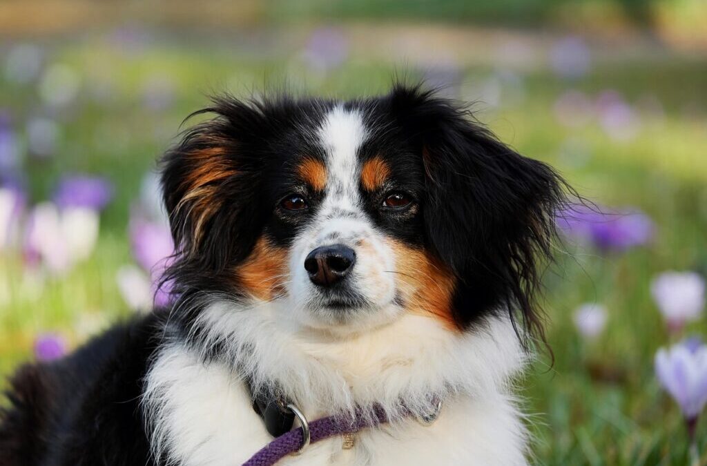 Australian Shepherd | Wagging Tails And Herding Hearts: All About…