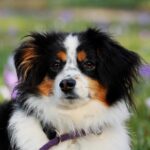 Australian-Shepherd_and_FREE-Snow-Cat-Tours-1024×682-1