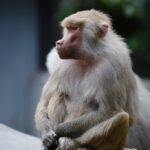 Baboon_and_how-to-make-perfect-risotto-with-spices-682×1024-1