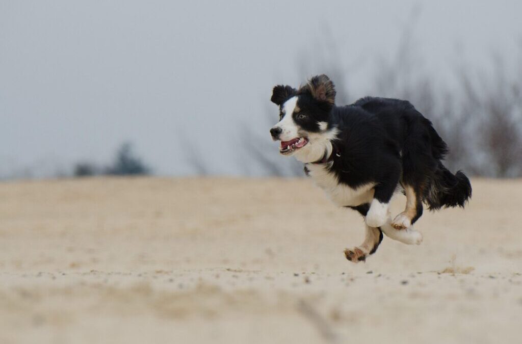 Basic Obedience Training For Border Collies. – Border Collie Brainpower:…