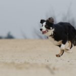 Basic-obedience-training-for-Border-Collies._and_25.-Water-Infrastructure-Improvements-1024×700-1