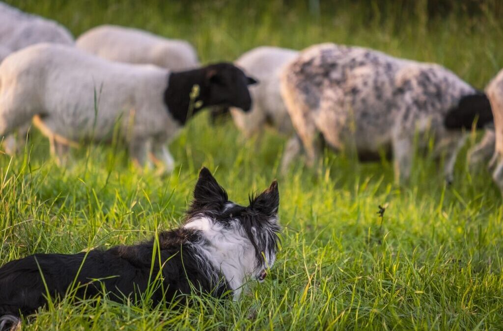 Basic Obedience Training For Border Collies. » Ready, Set, Train!…