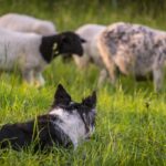 Basic-obedience-training-for-Border-Collies._and_Cancer-1024×682-1