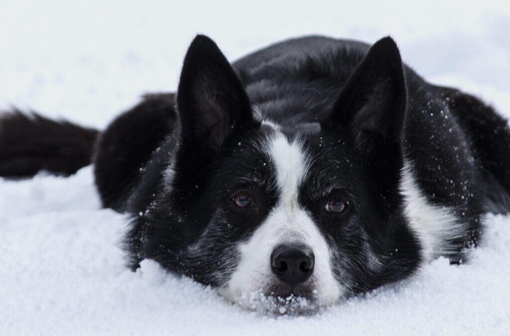 Basic Obedience Training For Border Collies. ~ Border Collie Bootcamp:…