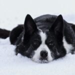 Basic-obedience-training-for-Border-Collies._and_active-duty-military-discounts-1024×866-1