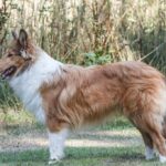 Bearded-Collie_and_Pungent-blend-1024×682-1