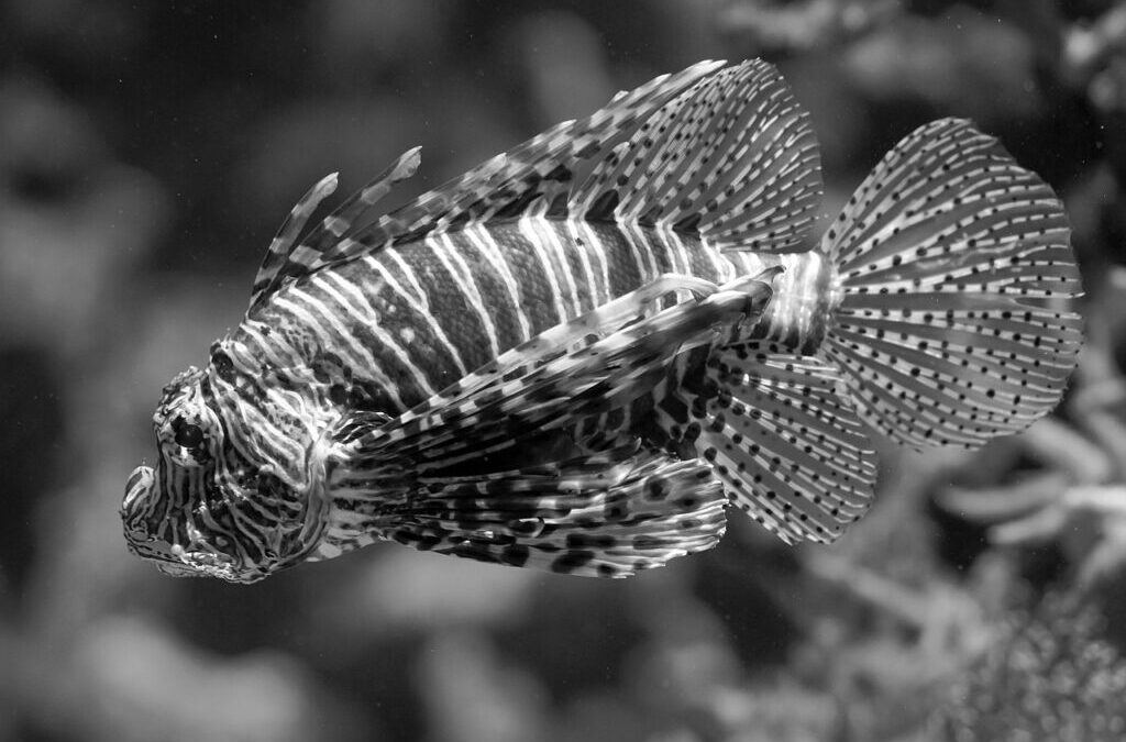 Betta Fish: Dive Into The World Of Betta Fish! Ever…