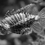 Betta-fish_and_Barbecue-recipes-1024×682-1