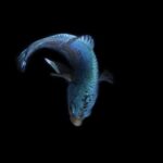 Betta-fish_and_Cat-skiing-1024×612-1