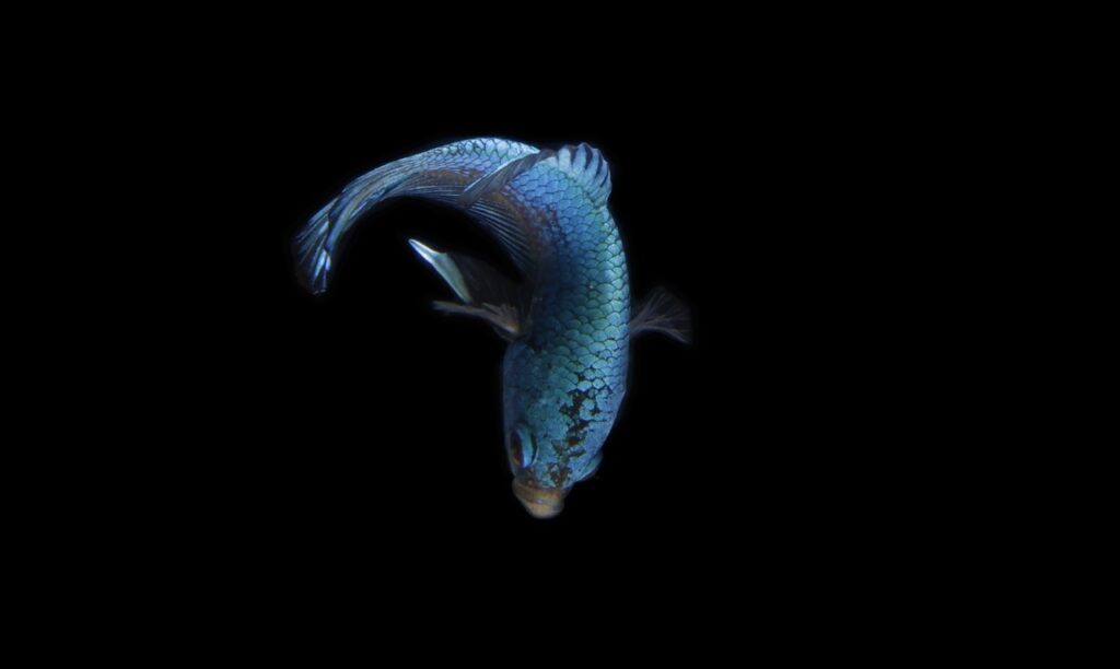Betta Fish ~ Dive Into The World Of Betta Fish!…
