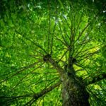 Birds-the-Bees_and_Climate-Change-Mitigation-through-Tree-Planting-1024×809-1