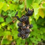 Blackberry_and_Great-Salt-Lake-activism-768×1024-1