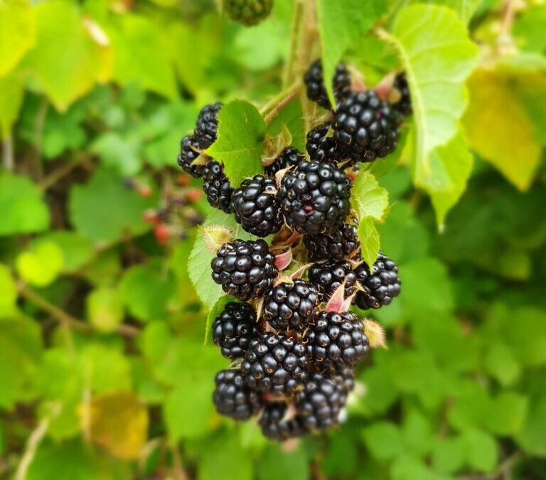 Blackberry / The Rise And Fall (and Maybe Rise Again?)…