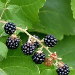 Blackberry_and_Water-Scarcity-and-Security-768×1024-1