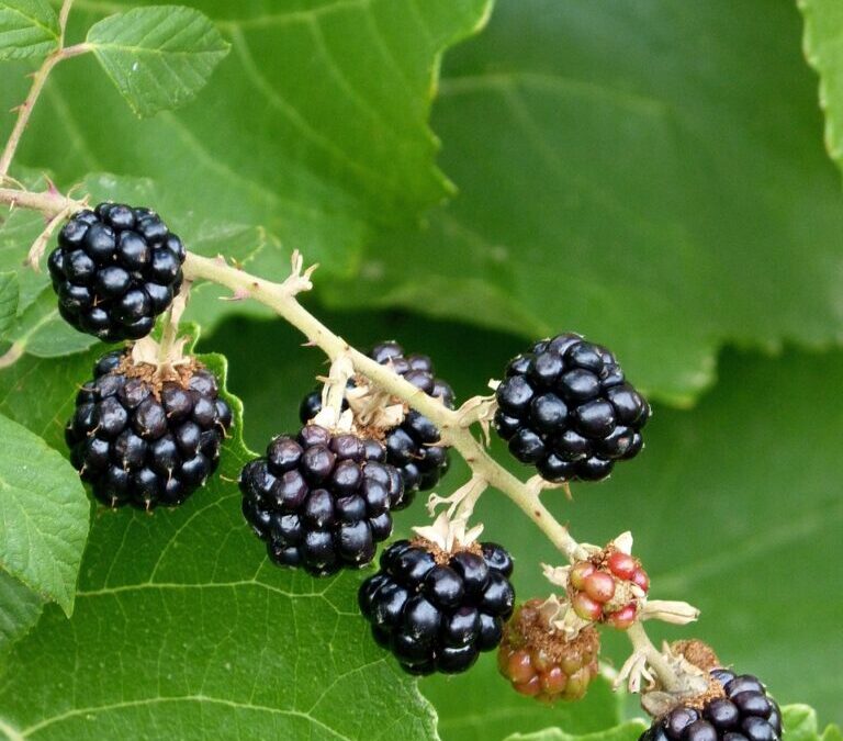 Blackberry ~ The Amazing Blackberry: A Tiny Fruit With Big…