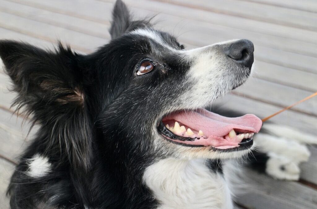 Border Collie Antics: Border Collies: The Herding Superstars! If You’ve…