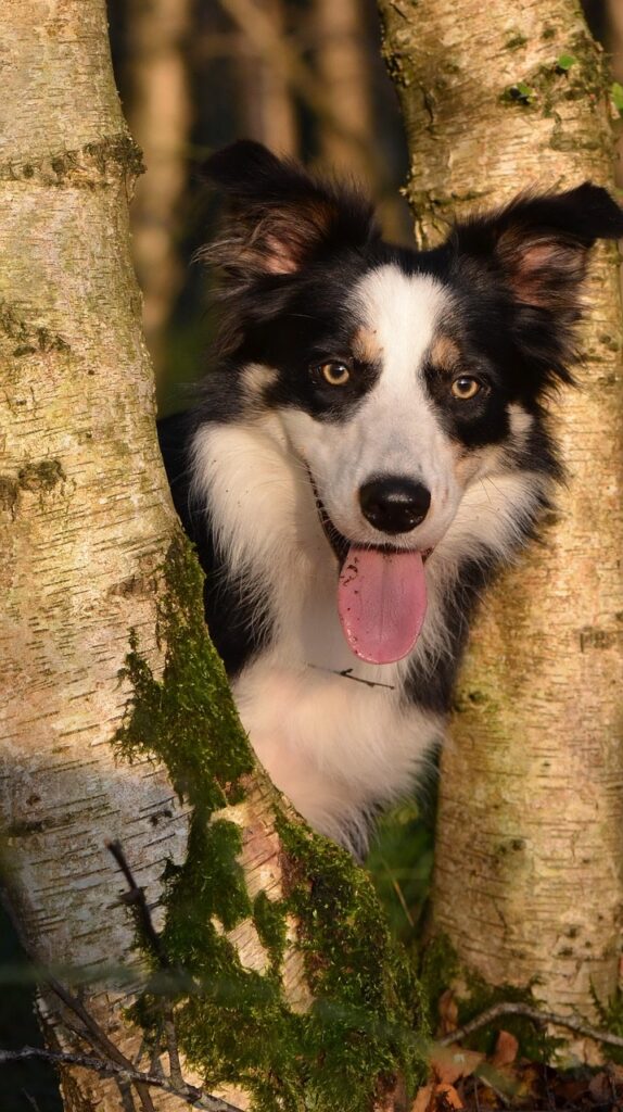 Border Collie Antics » Border Collies: The Whirlwind Of Energy!…