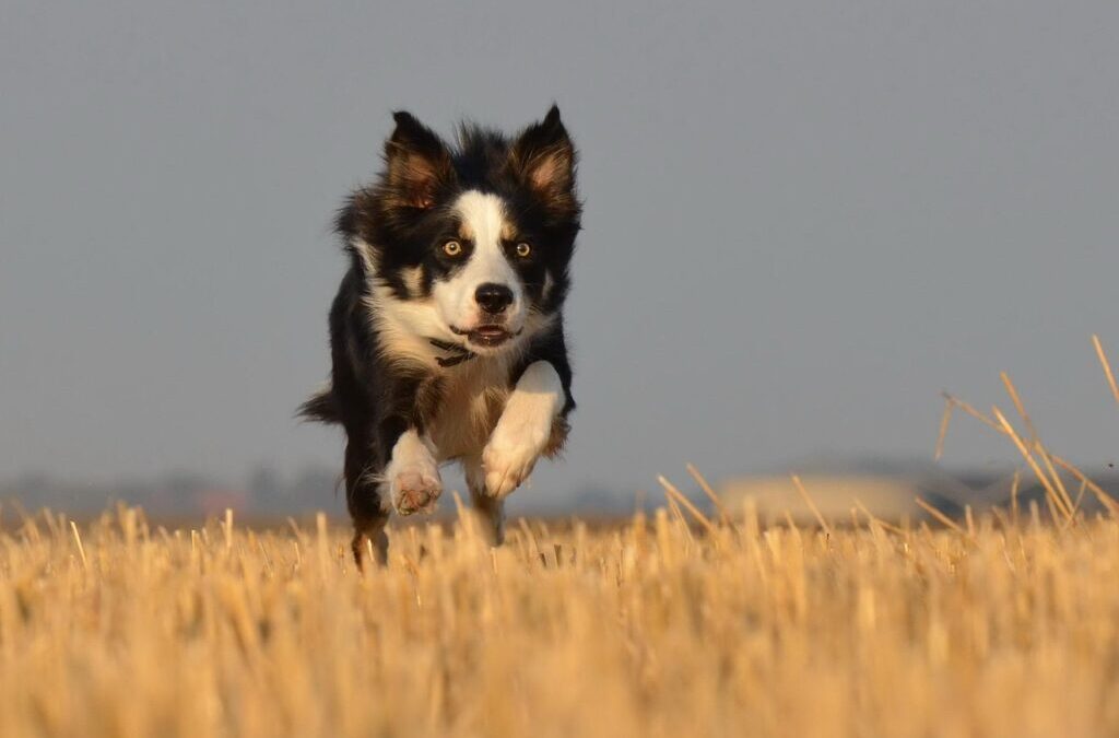 Border Collie Dogs ~ Meet The Border Collie: A Smart…