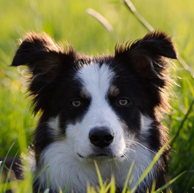 Border Collie Mischief ~ A Dog With A Job: Meet…