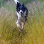 Border-Collie-Puppies_and_Large-microwaves-875×1024-1