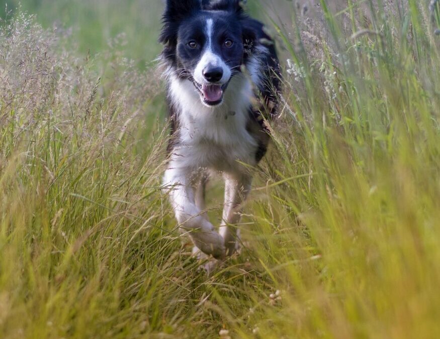 Border Collie Puppies | Ready For A Furry Friend? Let’s…
