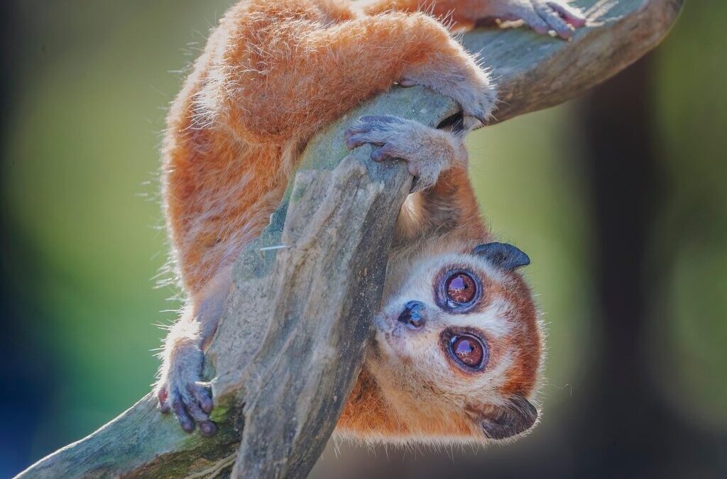 Bushbaby / Meet The Bushbaby: A Tiny Nighttime Acrobat! TL;DR…