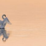Call-to-action-for-readers-to-support-conservation-efforts_and_Water-Rights-and-Legal-Issues-1024×576-1