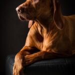 Canaan-Dog_and_wet-682×1024-1