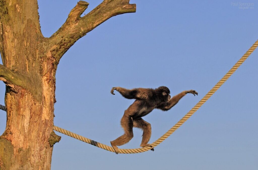 Capuchin Monkey | Meet The Capuchin Monkey: A Curious And…