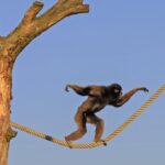 Capuchin-monkey_and_Event-impact-and-community-engagement-1024×682-1
