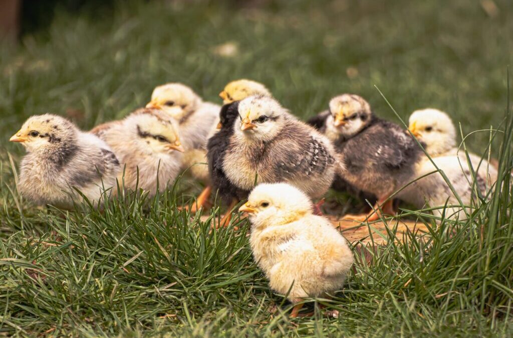 Chicken | Spice Up Your Chicken: A Journey To Flavor…