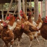 Chicken_and_veteran-travel-discounts-1024×574-1