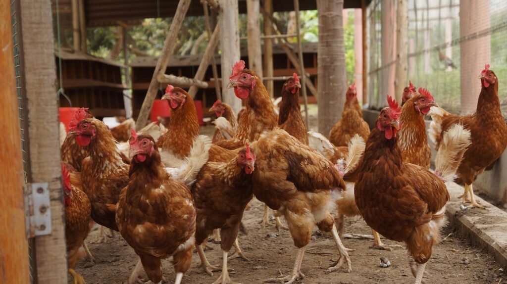 Chicken » Get To Know Chickens! TL;DR: Chickens Are Amazing…