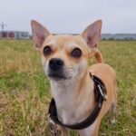 Chihuahua_and_Water-conservation-blog-posts-768×1024-1