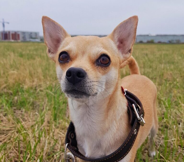 Chihuahua / Meet The Tiny Wonder: The Chihuahua TL;DR -…