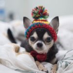 Chihuahua_and_spice-combinations-for-risotto-802×1024-1