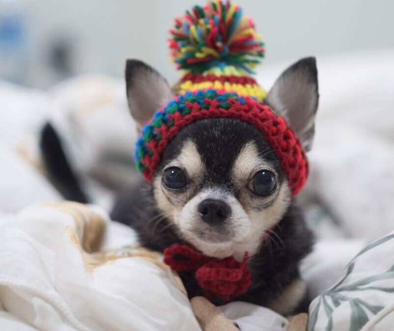 Chihuahua | Tiny But Mighty: The Chihuahua, Your Pocket-Sized Pal…