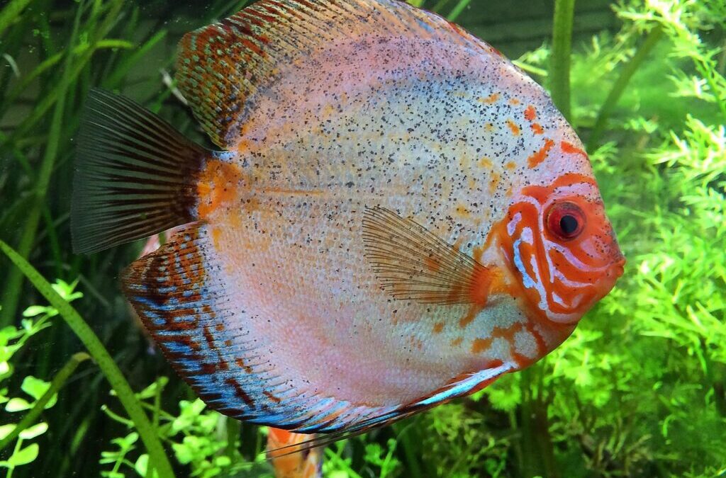 Cichlid / Dive Into The Colorful World Of Cichlids! TL;DR:…